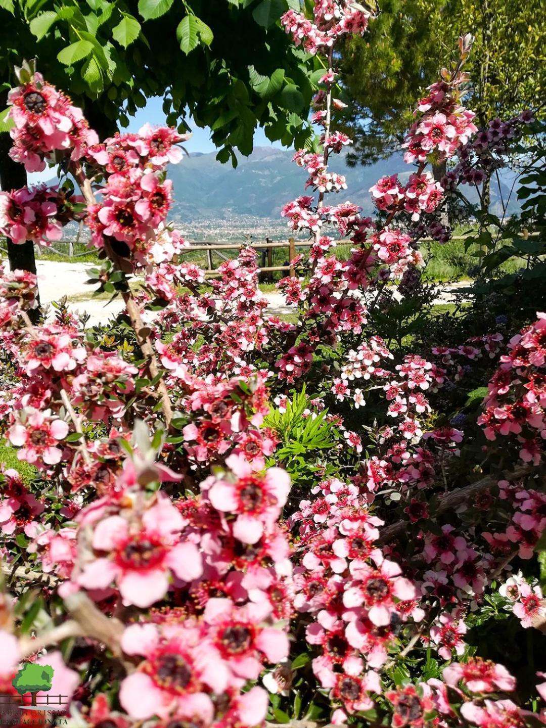 La Staccionata Βίλα Arpino Εξωτερικό φωτογραφία